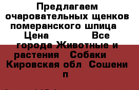 Предлагаем очаровательных щенков померанского шпица › Цена ­ 15 000 - Все города Животные и растения » Собаки   . Кировская обл.,Сошени п.